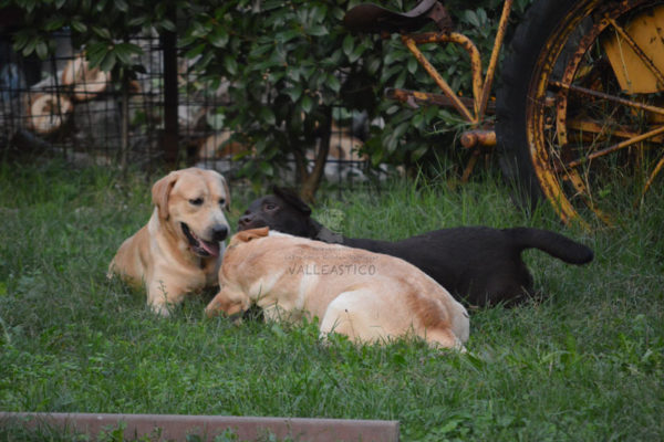 cani20j